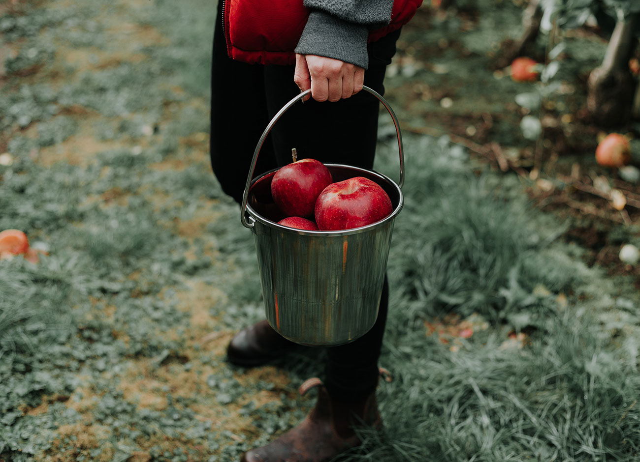 Hand holding bucket of picked apples
