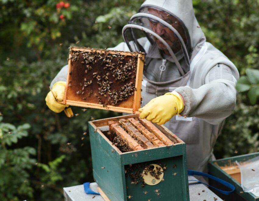 Beekeeper removing honey from beehive.